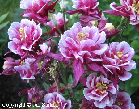 Aquilegia vulgaris 'Winky Double Red-White'